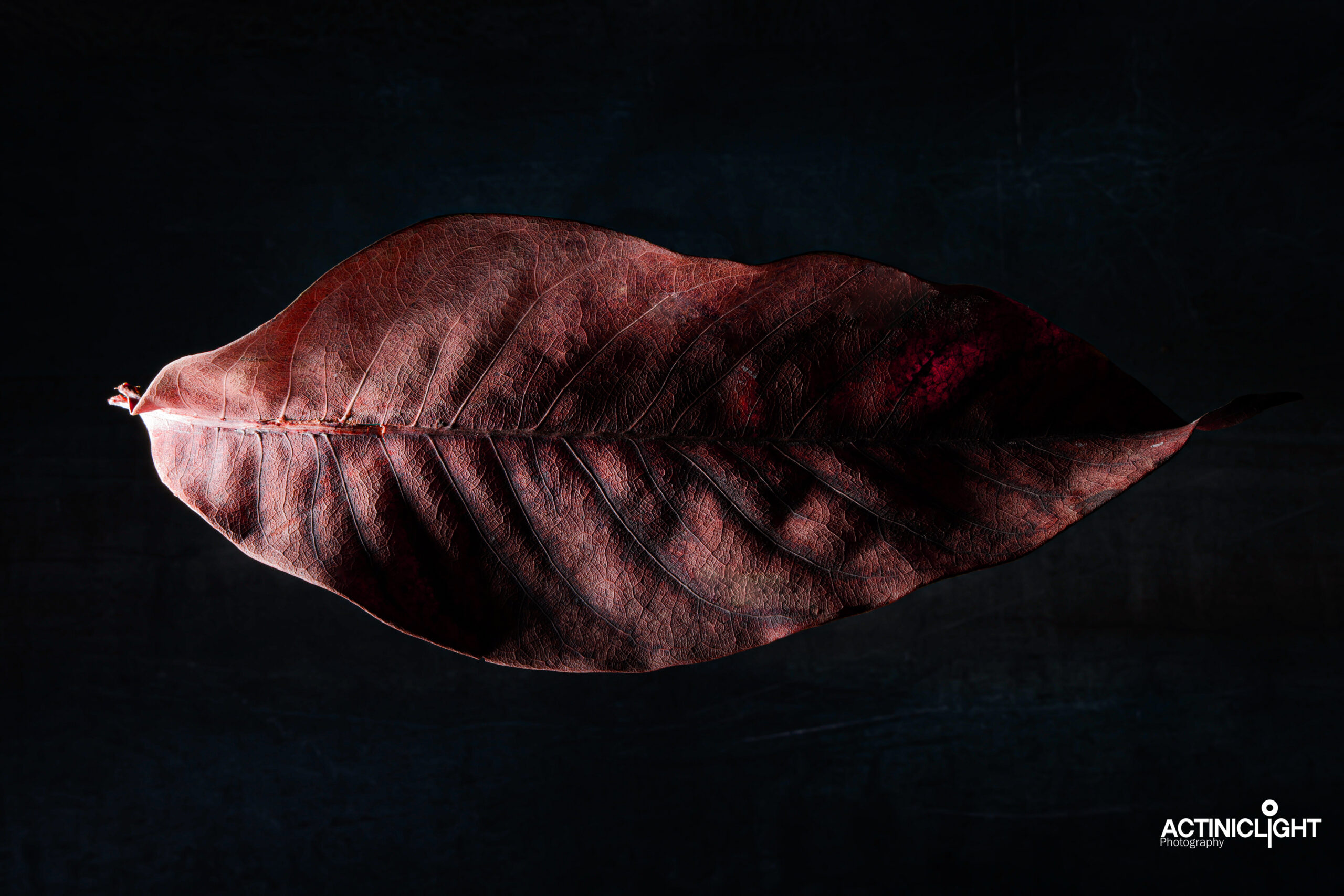 leaf_279