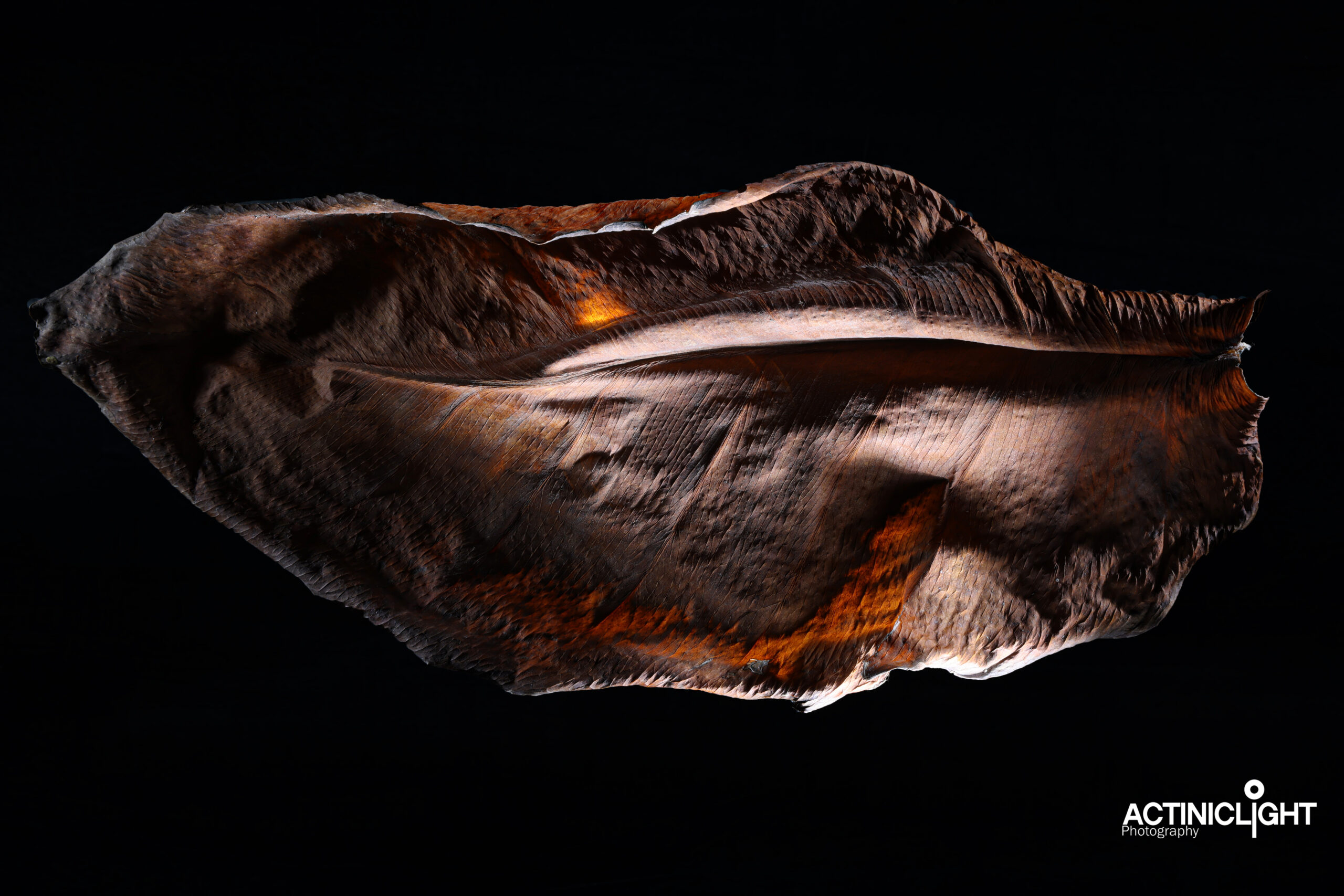 leaf_509